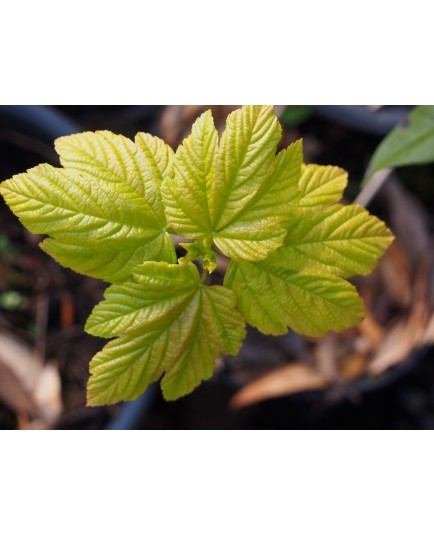 Acer pseudoplatanus 'Parure d'or'