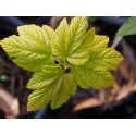 Acer pseudoplatanus 'Parure d'or'