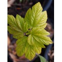 Acer pseudoplatanus 'Parure d'or'