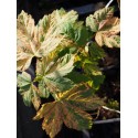 Acer pseudoplatanus 'Quadrichromie'