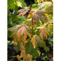 Acer pseudoplatanus 'Quadrichromie'