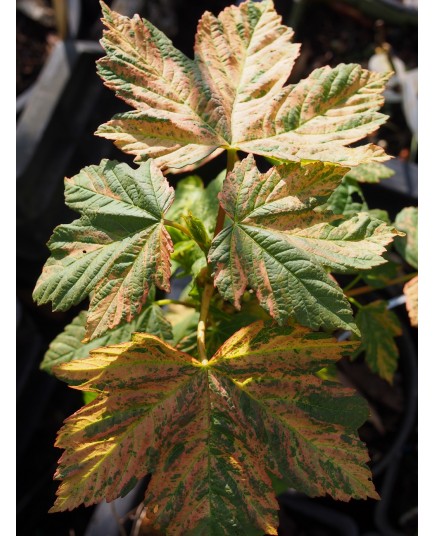 Acer pseudoplatanus 'Quadrichromie'
