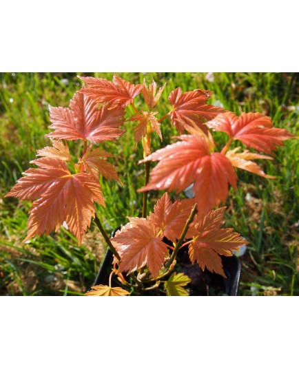 Acer pseudoplatanus 'Saumon Brillant'