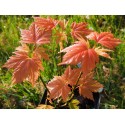 Acer pseudoplatanus 'Saumon Brillant'