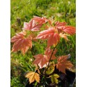 Acer pseudoplatanus 'Saumon Brillant'