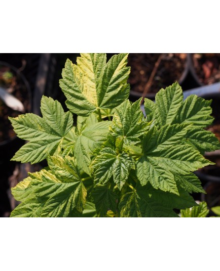 Acer pseudoplatanus 'Vert Jaune'