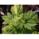 Acer pseudoplatanus 'Vert Jaune'