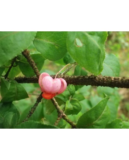 Euonymus verrucosus