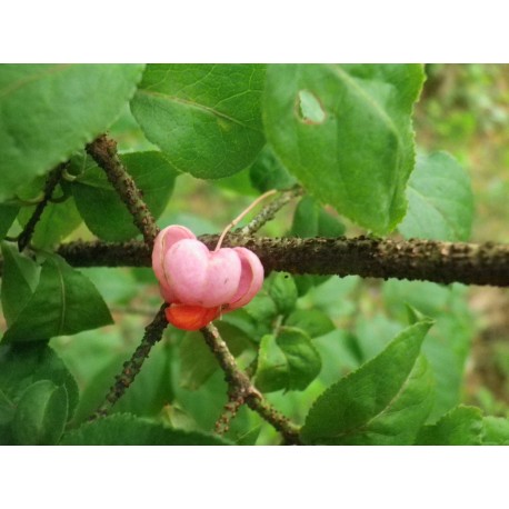 Euonymus verrucosus