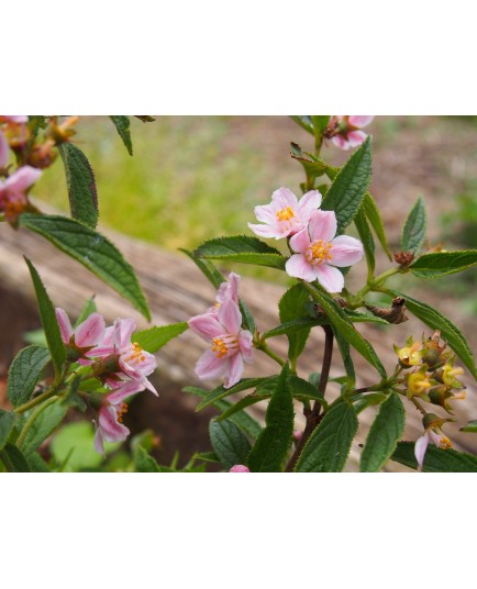 Deutzia longifolia