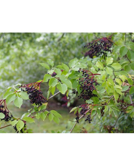 Sambucus nigra 'Haschberg' - sureau à fruits