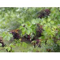 Sambucus nigra 'Haschberg' - sureau à fruits