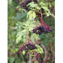 Sambucus nigra 'Haschberg' - sureau à fruits