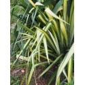 Yucca flaccida 'Golden Sword'