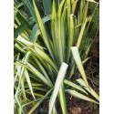 Yucca flaccida 'Golden Sword'