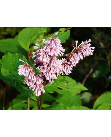 Syringa prestoniae x 'Hiawatha'