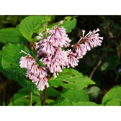 Syringa prestoniae x 'Hiawatha'