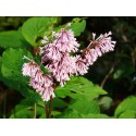 Syringa prestoniae x 'Hiawatha'