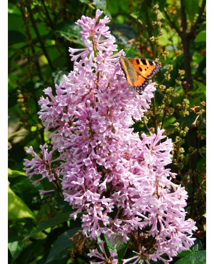 Syringa x prestoniae