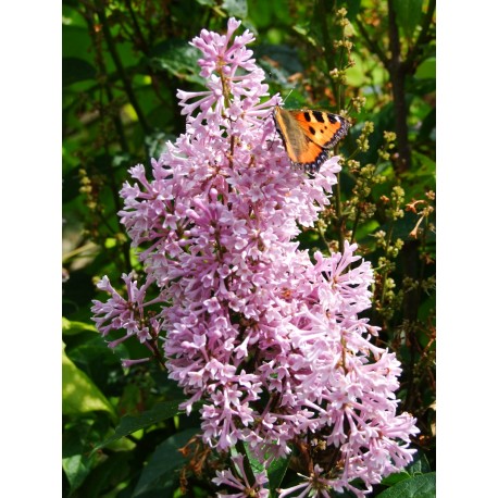 Syringa x prestoniae