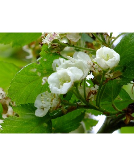 Crataegus sanguinea