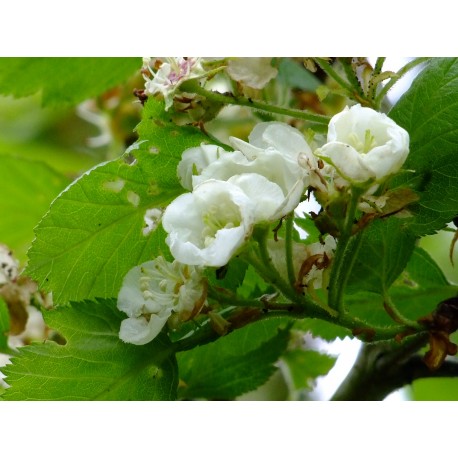 Crataegus sanguinea