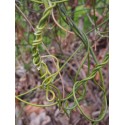 Aristolochia macrophylla - Aristoloche, arbre à pipes