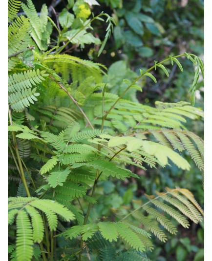 Albizia julibrissin 'Rosea' - Arbres à soie, Acacia de Constantinople