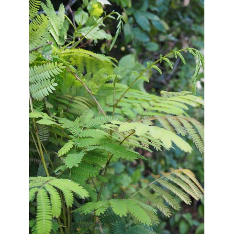 Albizia julibrissin 'Rosea' - Arbres à soie, Acacia de Constantinople