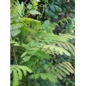 Albizia julibrissin 'Rosea' - Arbres à soie, Acacia de Constantinople