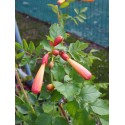 Campsis radicans 'Flamenco'- Jasmin de Virginie