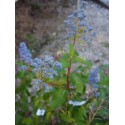 Ceanothus delilianus x 'Gloire de Versailles' - lilas de Californie, ceanothes,