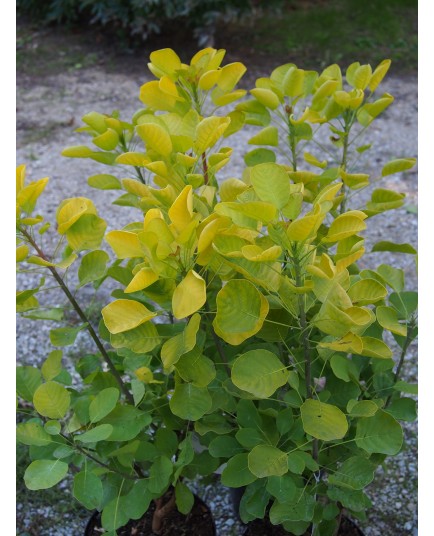 Cotinus coggygria 'Golden Spririt ® 'Ancot' - Arbre à perruque