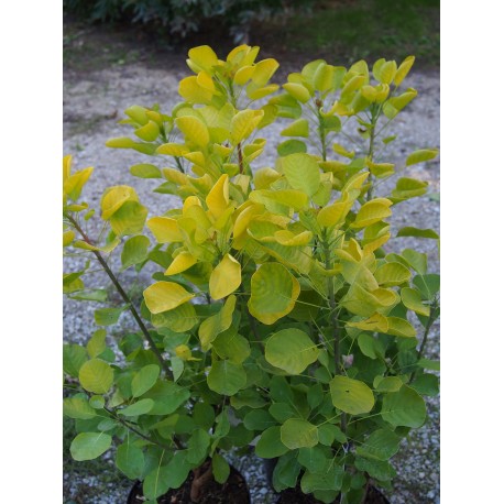 Cotinus coggygria 'Golden Spririt ® 'Ancot' - Arbre à perruque