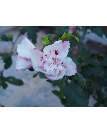 Hibiscus syriacus 'Lady Stanley' - althea , ketmie
