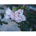 Hibiscus syriacus 'Lady Stanley' - althea , ketmie