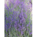 Lavandula angustifolia 'Hidcote' - Lavande à feuilles étroites