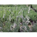 Lavandula intermedia x 'Edelweiss' - Lavande blanche