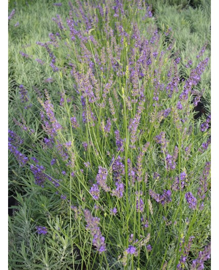 Lavandula angustifolia 'Munstead' - Lavande à feuilles étroites, Lavande officinale