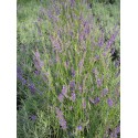 Lavandula angustifolia 'Munstead' - Lavande à feuilles étroites, Lavande officinale