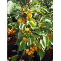 Malus zumi x 'Golden Hornet' - pommiers d'ornement, pommiers d'ornement