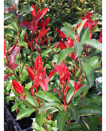 Photinia fraseri x 'Camilvy'