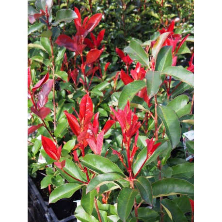 Photinia fraseri x 'Camilvy'