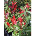 Photinia fraseri x 'Camilvy'