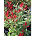 Photinia fraseri x 'Camilvy'