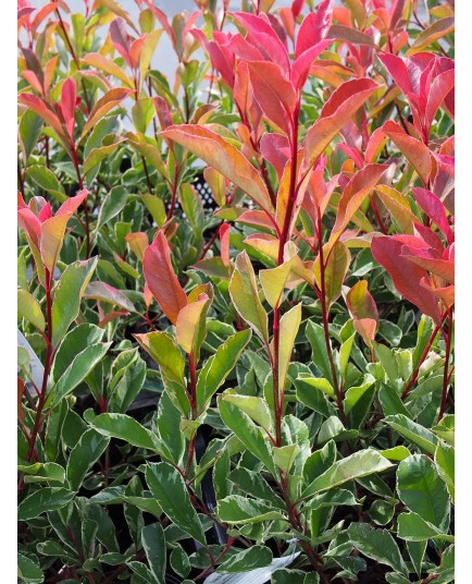 Photinia fraseri x 'Pink Marble'®