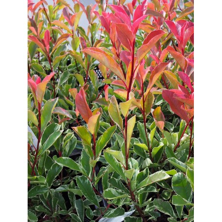 Photinia fraseri x 'Pink Marble'®