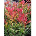 Photinia fraseri x 'Pink Marble'®