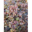 Physocarpus opulifolius 'Lady in Red'®