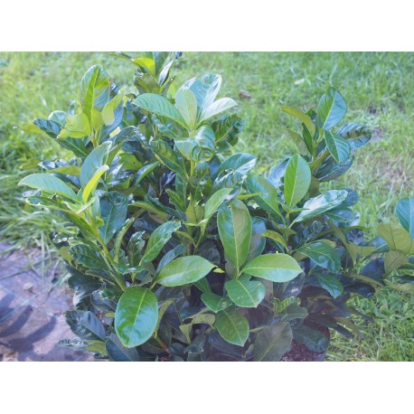 Prunus laurocerasus 'Etna'® - laurier